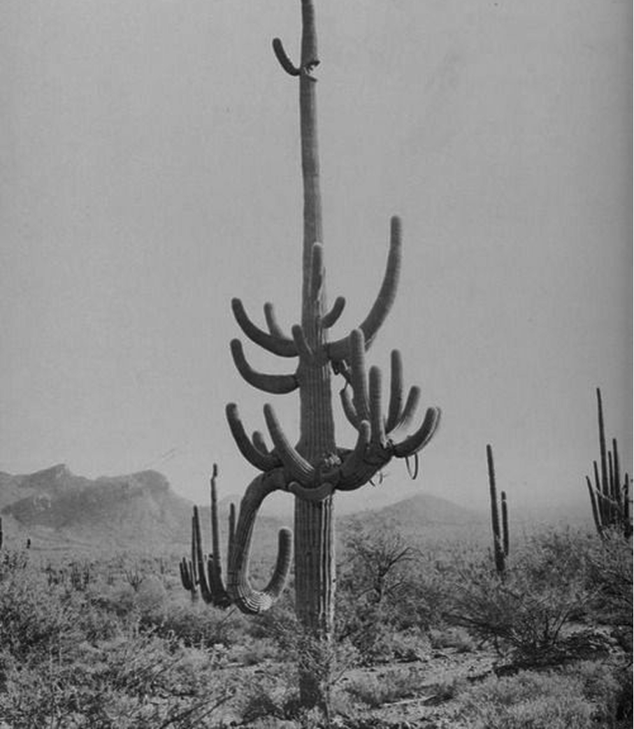 Desert plant